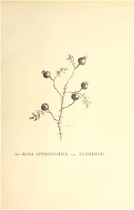 n500_w1150