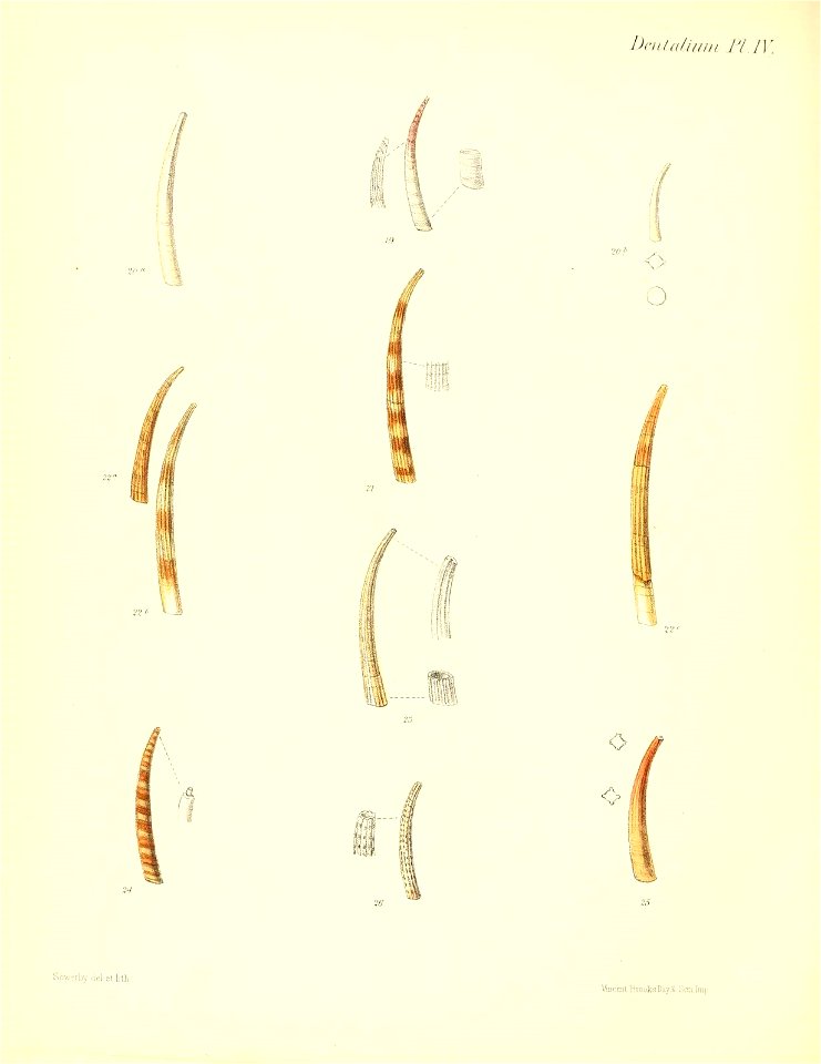 n557_w1150