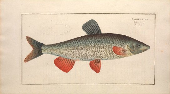 n53_w1150
