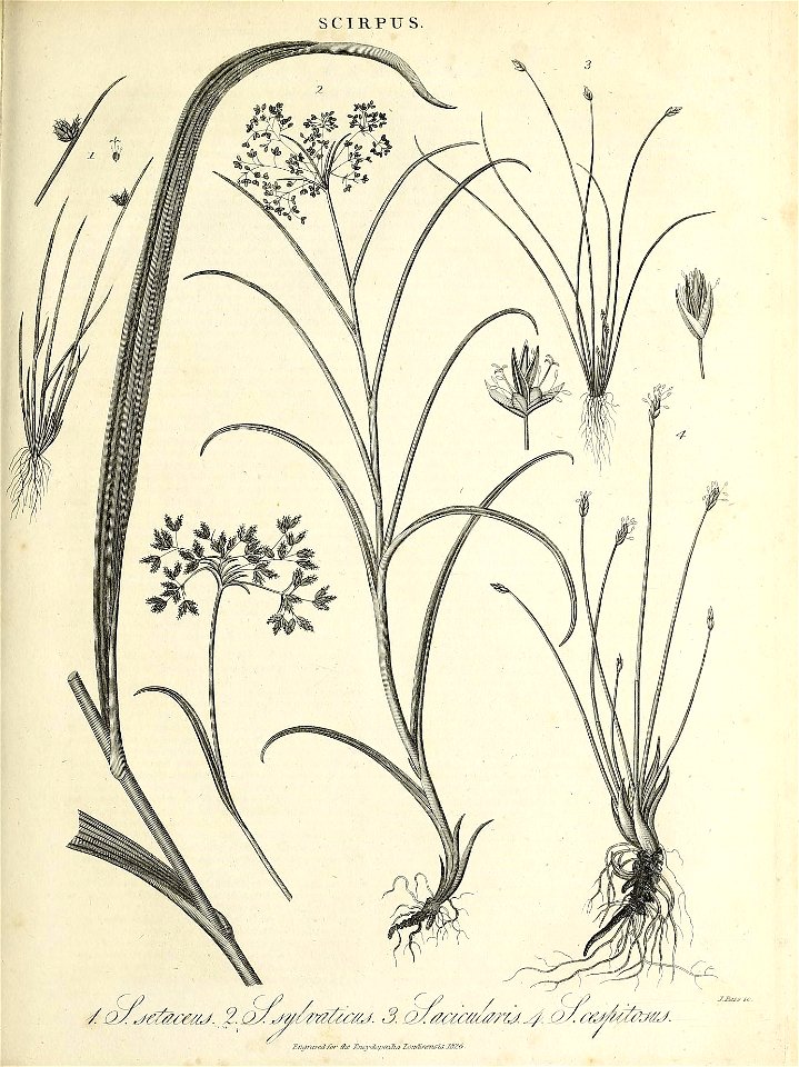 n896_w1150
