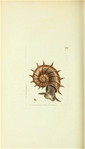 n245_w1150