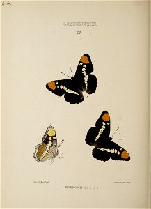 n239_w1150