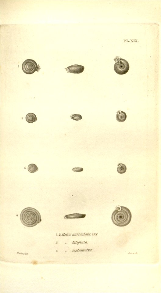 n556_w1150