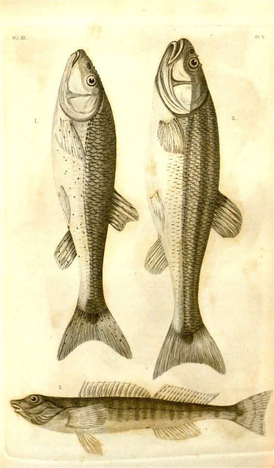 n541_w1150