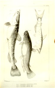 n466_w1150