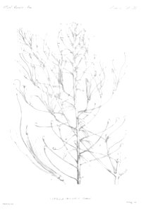 n36_w1150