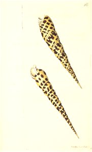 n117_w1150