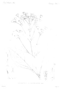 n52_w1150
