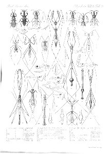 n439_w1150