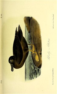 n116_w1150