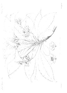 n13_w1150