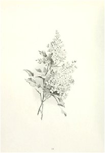 n43_w1150