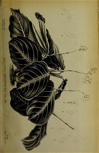 n190_w1150
