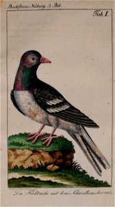 n594_w1150