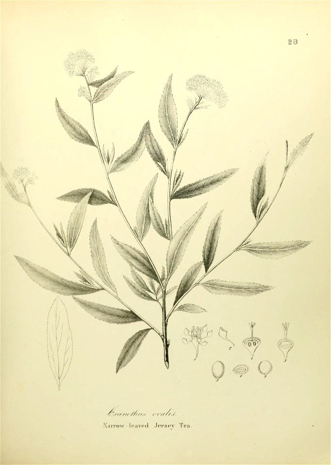 n546_w1150