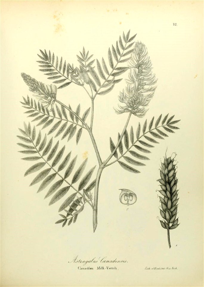 n556_w1150