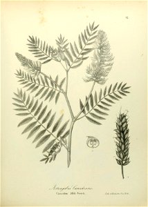 n556_w1150