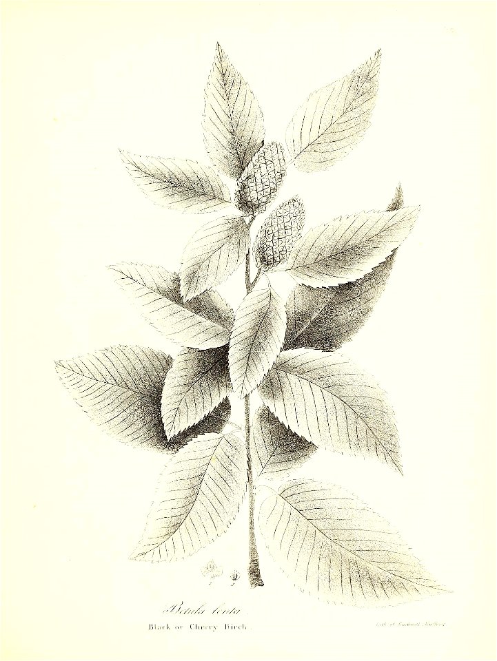 n666_w1150