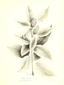 n666_w1150