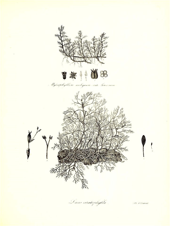 n636_w1150
