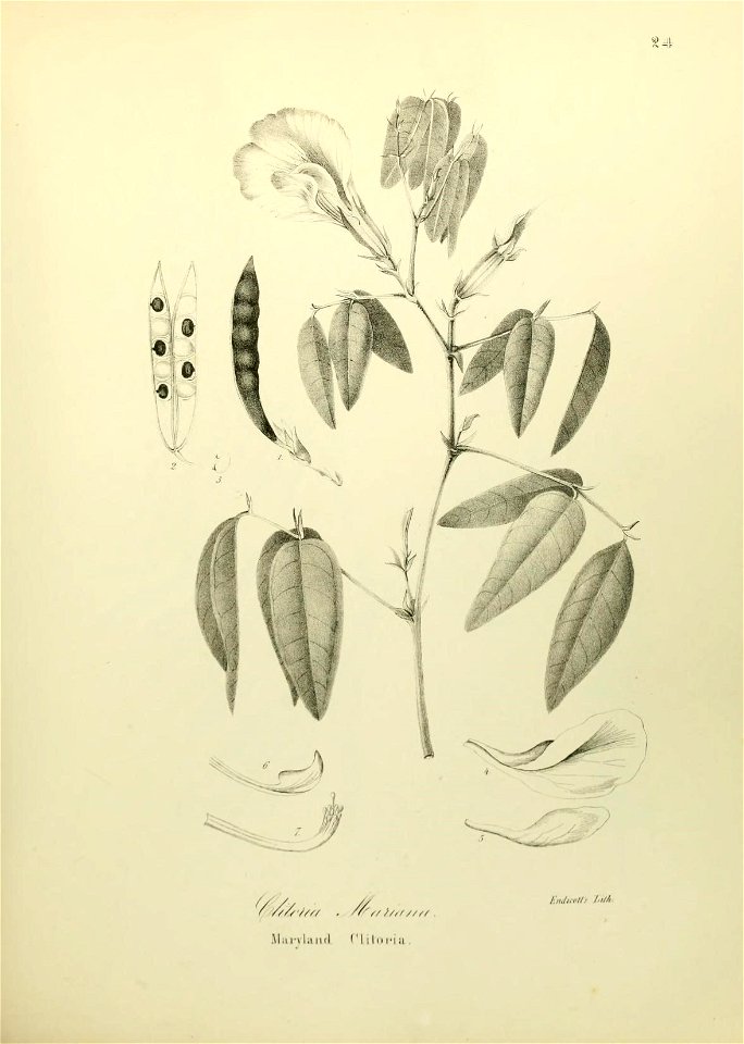 n554_w1150