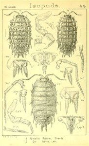 n443_w1150