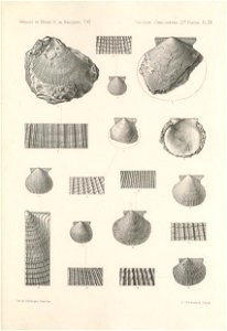 n448_w1150
