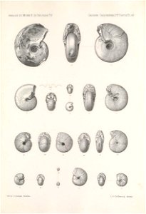 n516_w1150