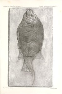 n176_w1150