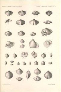 n262_w1150