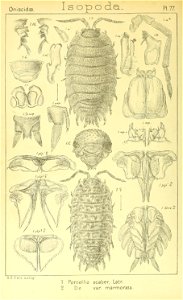 n439_w1150
