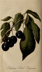 n161_w1150