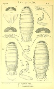 n335_w1150