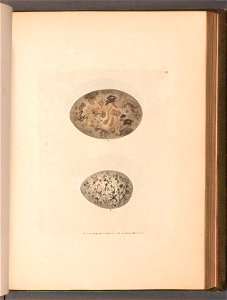n119_w1150