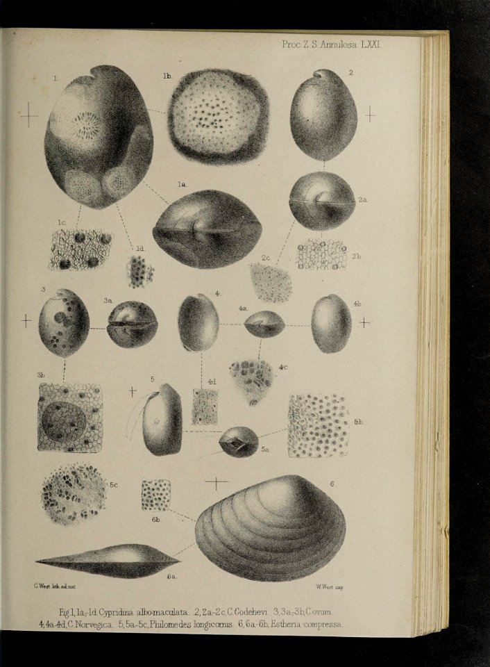 n156_w1150