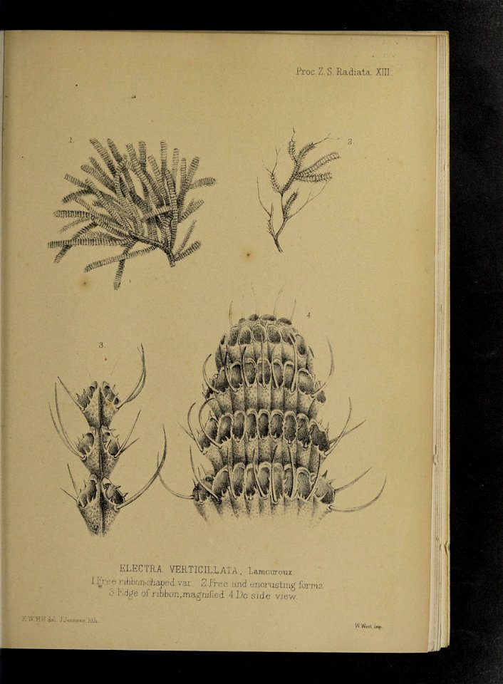n184_w1150