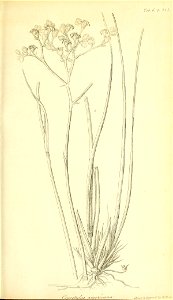 n278_w1150