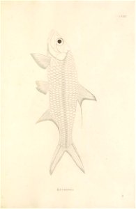 n518_w1150