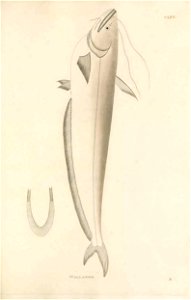 n458_w1150