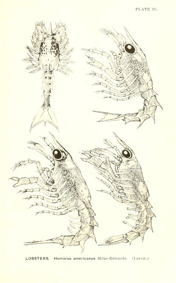 n856_w1150
