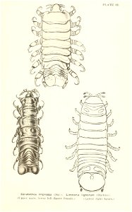 n826_w1150