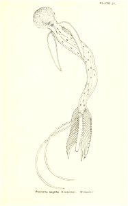 n706_w1150