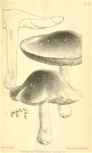 n266_w1150