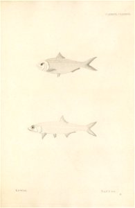 n498_w1150