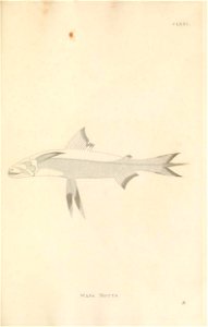 n468_w1150