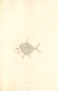 n438_w1150