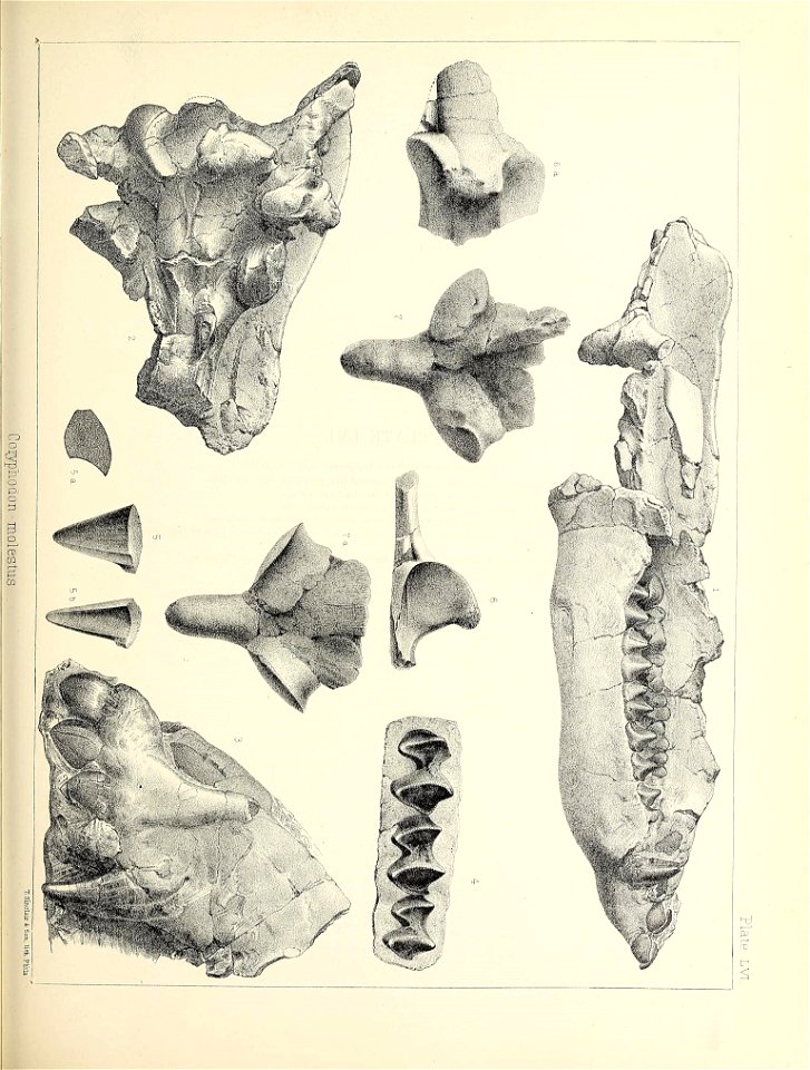 n536_w1150