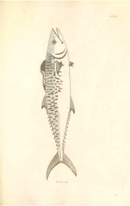 n406_w1150