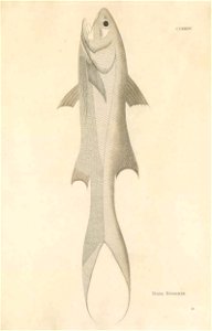 n494_w1150