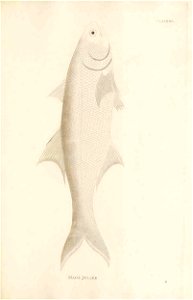 n492_w1150